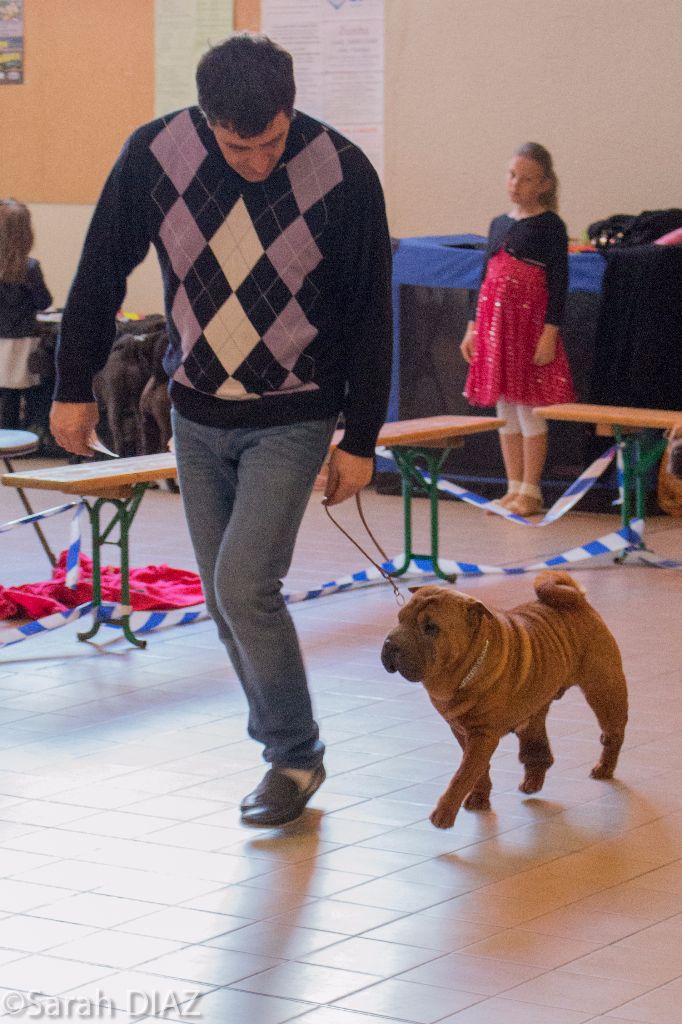 Dinastiya gold king fire - Classe Ouverte Femelles: 3ème EXCELLENTE