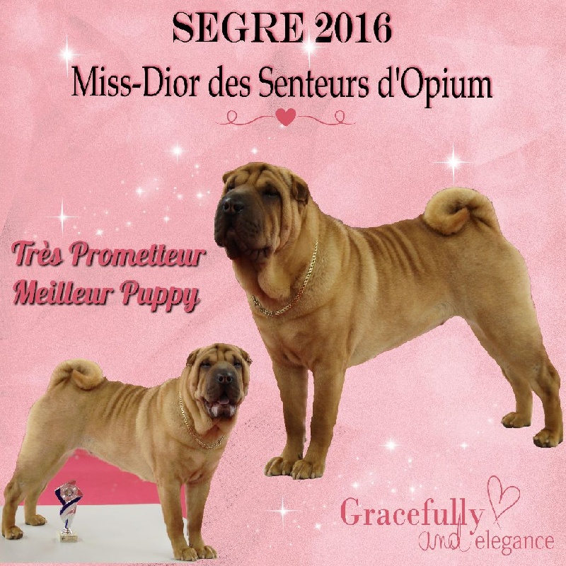 CH. Miss-dior Des senteurs d'opium - Classe puppy femelles: 1ére TRES PROMETTEUR & BEST PUPPY