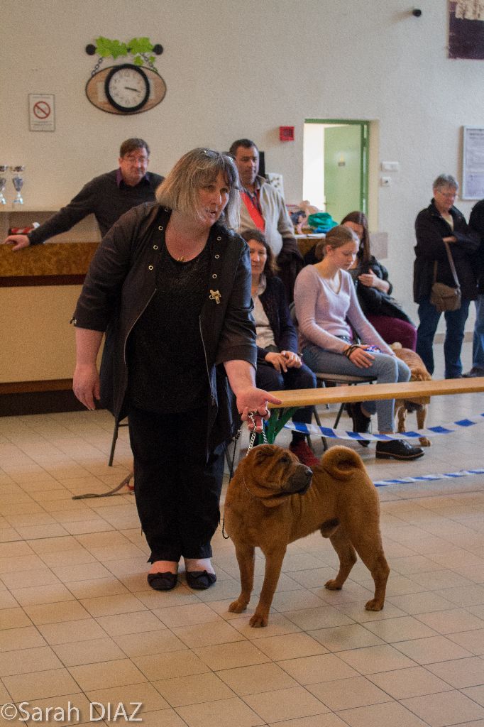 CH. Guang-zhao Des Plissés Du Maoling - Classe Champion Mâles: 1er EXCELLENT & BOS