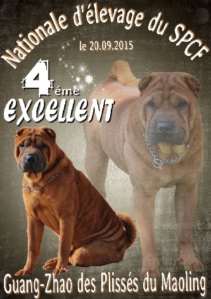 CH. Guang-zhao Des Plissés Du Maoling - classe ouverte mâles: 4éme EXCELLENT