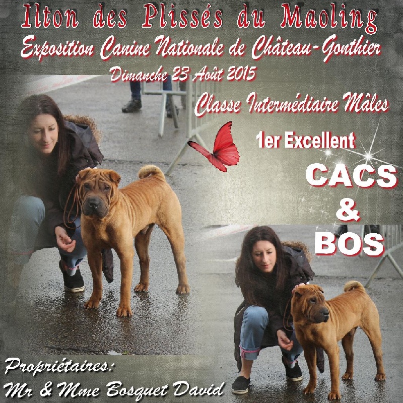 Ilton Des Plissés Du Maoling - Classe intermédiaire mâles: 1er EXCELLENT CACS & BOS