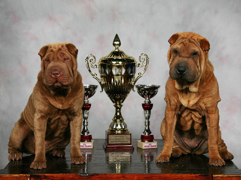 CH. Emma-lou de l'ère du scorpion - 2 éme Trés Prometteur