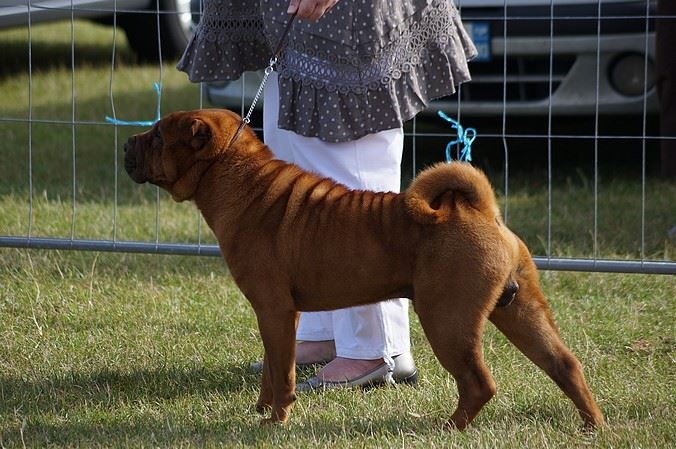 CH. Guang-zhao Des Plissés Du Maoling - classe intermédiaire mâles : 1 er EXCELLENT