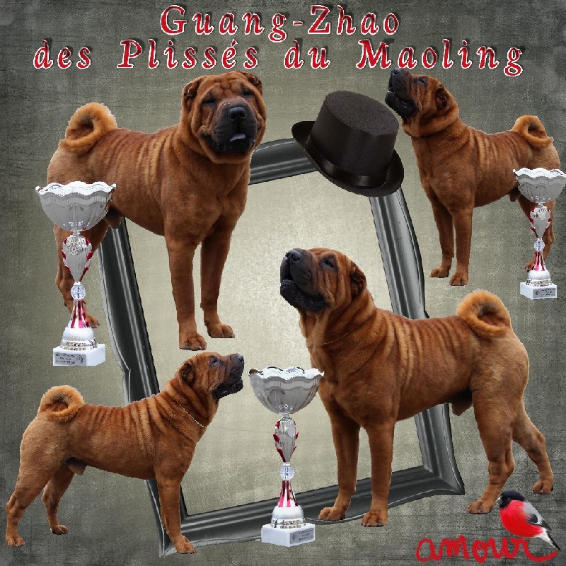 CH. Guang-zhao Des Plissés Du Maoling - Classe ouverte mâles : 1er EXCELLENT CACS & MEILLEUR DE RACE