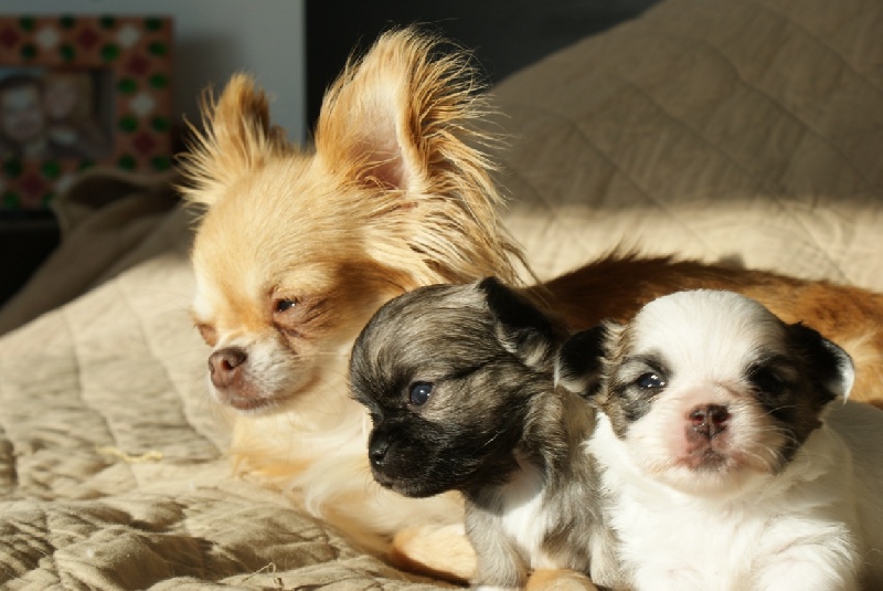 Publication : des Gardiens du Minervois Auteur : Marie Ruby