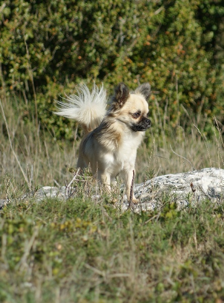 Publication : des Gardiens du Minervois Auteur : Marie Ruby