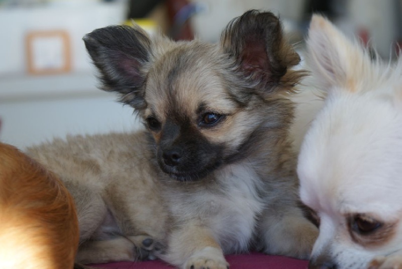 Publication : des Gardiens du Minervois Auteur : Marie Ruby