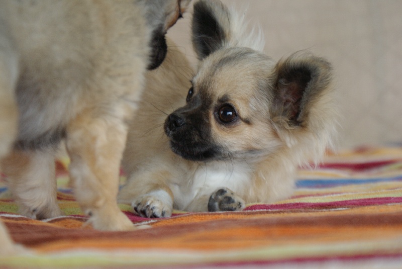 Publication : des Gardiens du Minervois Auteur : Marie Ruby