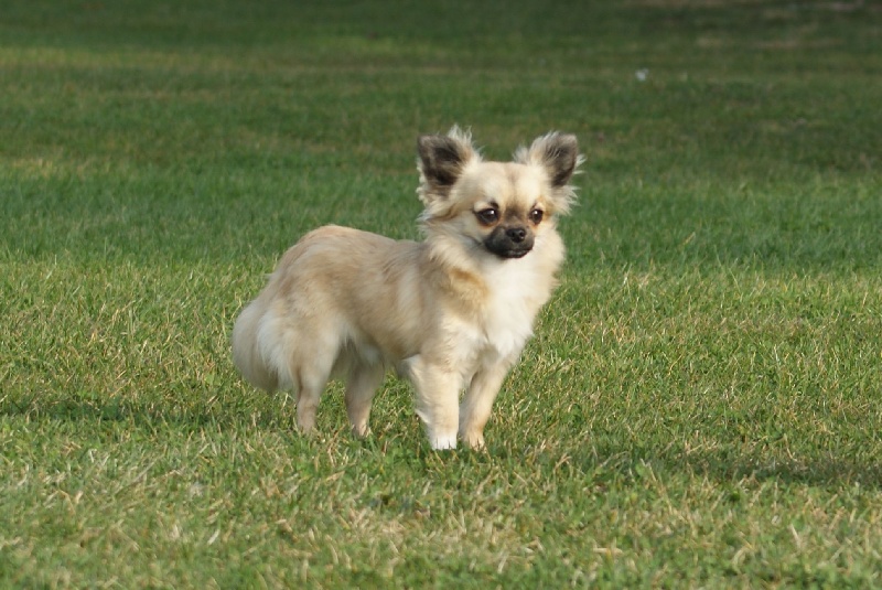 Publication : des Gardiens du Minervois Auteur : Marie Ruby