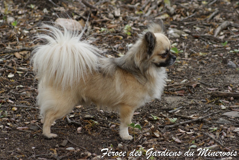 Publication : des Gardiens du Minervois Auteur : Marie Ruby