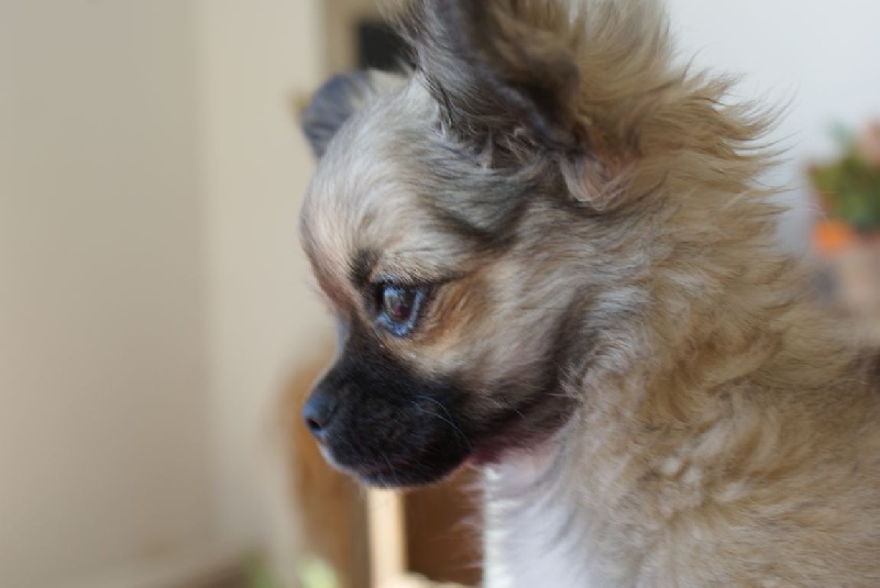 Publication : des Gardiens du Minervois Auteur : Marie Ruby