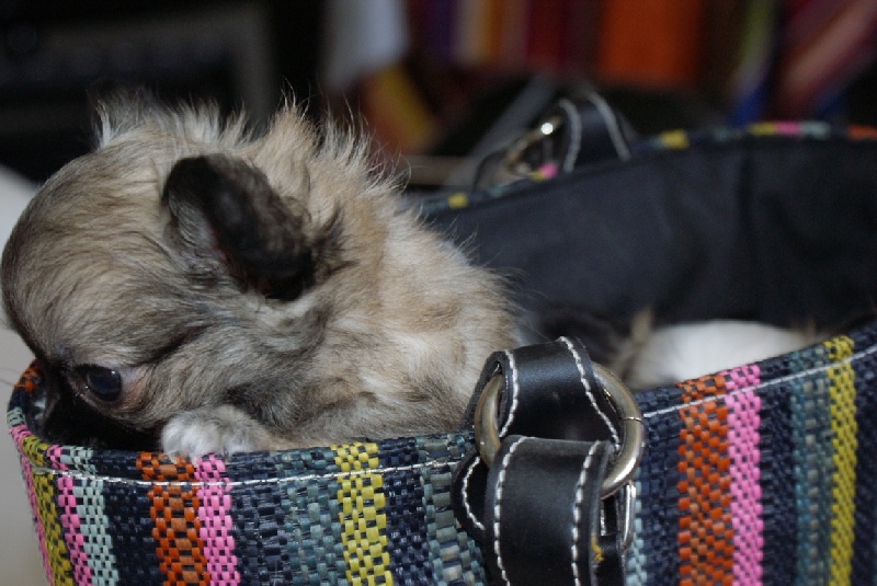 Publication : des Gardiens du Minervois Auteur : Marie Ruby