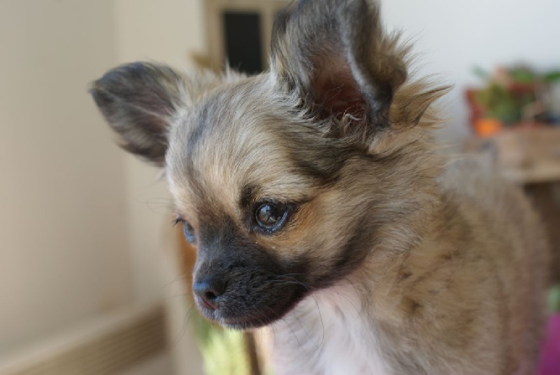 Publication : des Gardiens du Minervois Auteur : Marie Ruby