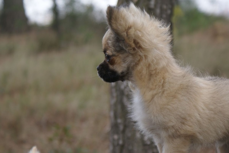 Publication : des Gardiens du Minervois Auteur : Marie Ruby