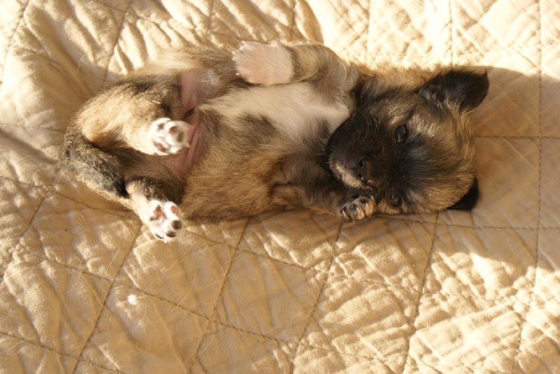 Publication : des Gardiens du Minervois Auteur : Marie Ruby