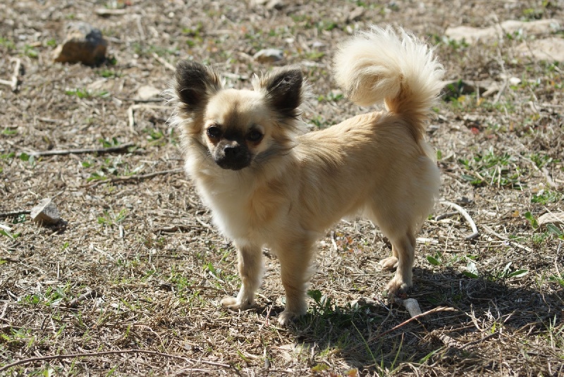 Publication : des Gardiens du Minervois Auteur : Marie Ruby