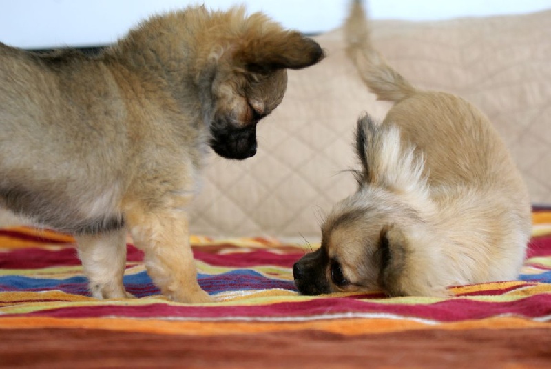 Publication : des Gardiens du Minervois Auteur : Marie Ruby
