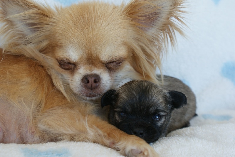 Publication : des Gardiens du Minervois Auteur : Marie Ruby
