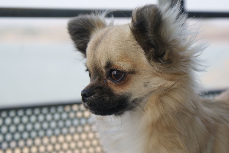 Publication : des Gardiens du Minervois Auteur : Marie Ruby