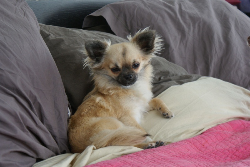 Publication : des Gardiens du Minervois Auteur : Marie Ruby