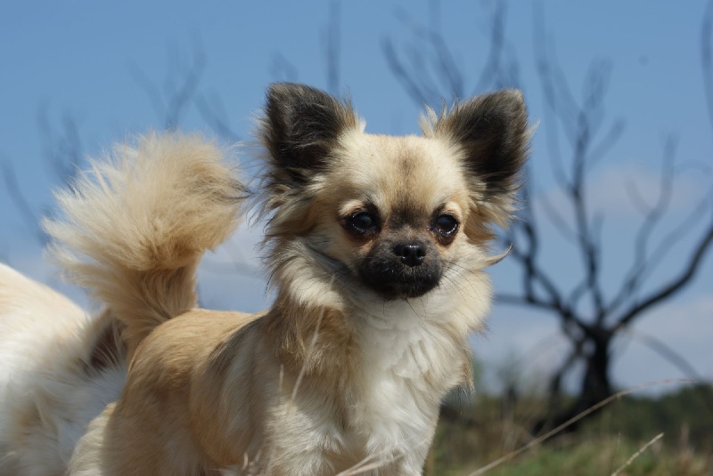 Publication : des Gardiens du Minervois Auteur : Marie Ruby