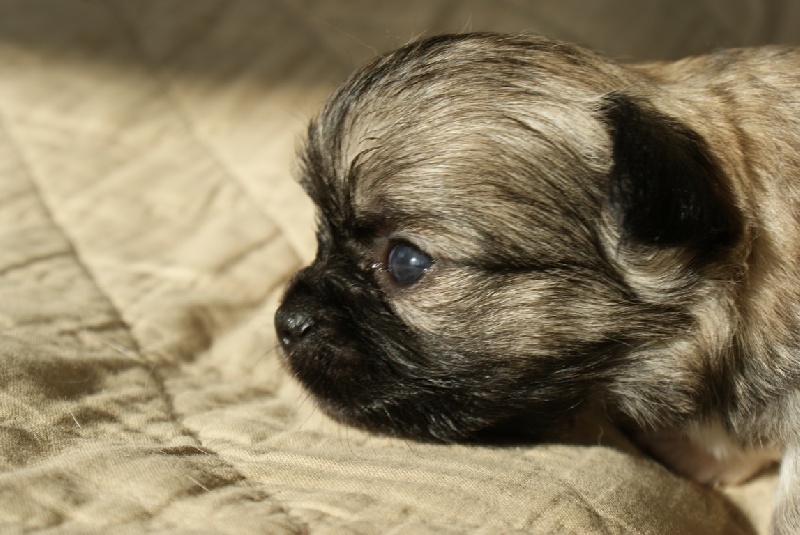 Publication : des Gardiens du Minervois Auteur : Marie Ruby