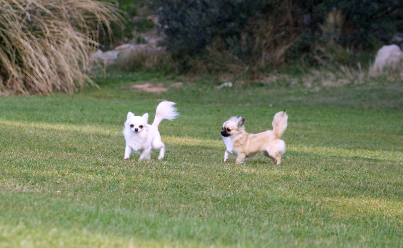 Publication : des Gardiens du Minervois Auteur : Marie Ruby