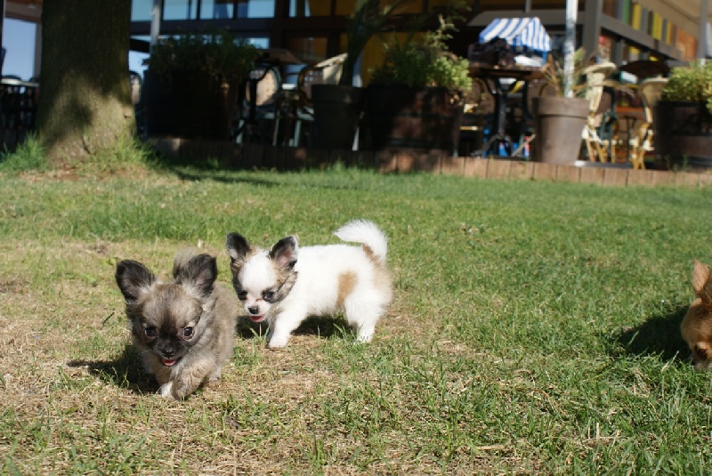 Publication : des Gardiens du Minervois Auteur : Marie Ruby