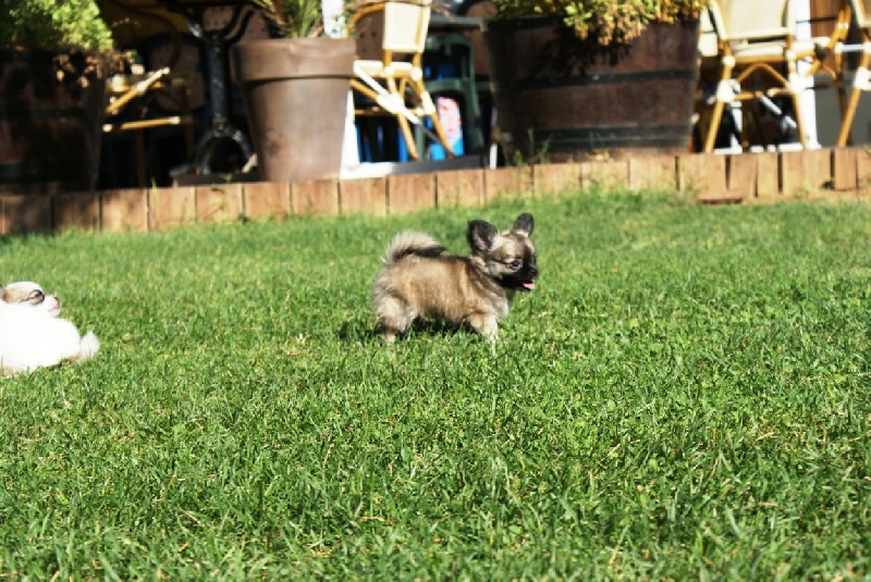 Publication : des Gardiens du Minervois Auteur : Marie Ruby