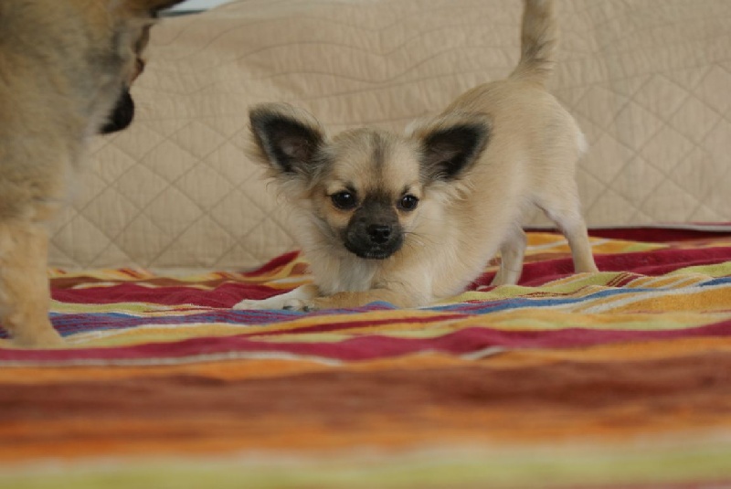 Publication : des Gardiens du Minervois Auteur : Marie Ruby