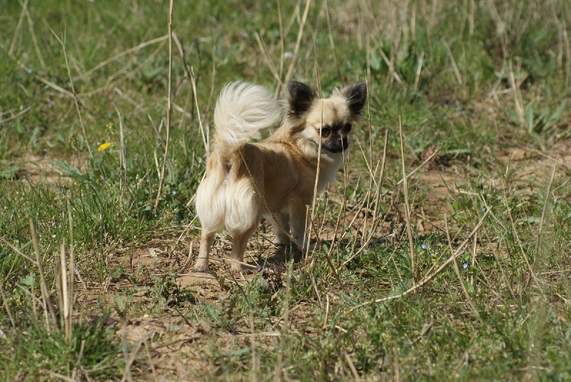 Publication : des Gardiens du Minervois Auteur : Marie Ruby