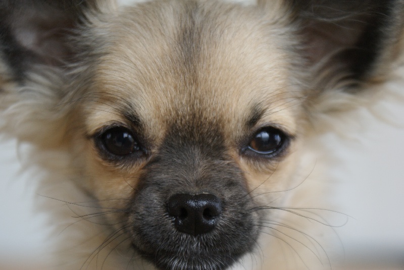 Publication : des Gardiens du Minervois Auteur : Marie Ruby