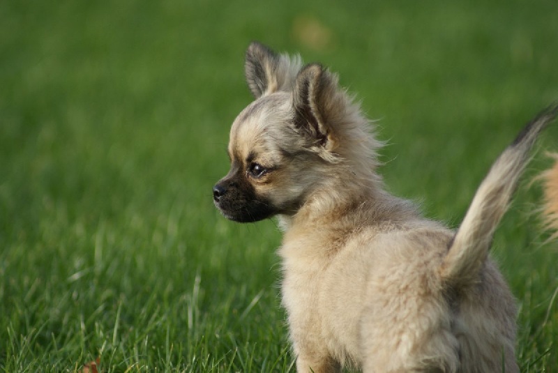 Publication : des Gardiens du Minervois Auteur : Marie Ruby
