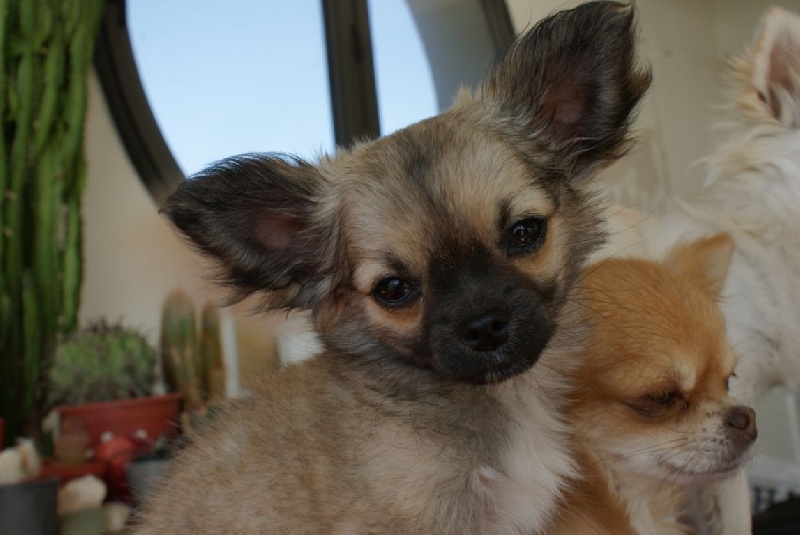 Publication : des Gardiens du Minervois Auteur : Marie Ruby