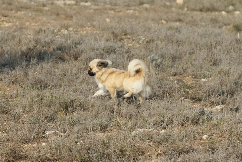 Publication : des Gardiens du Minervois Auteur : Marie Ruby