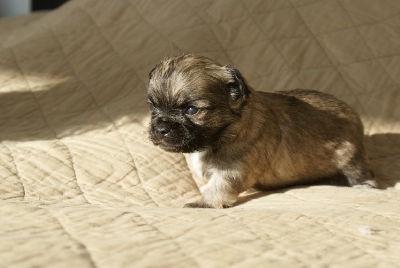 Publication : des Gardiens du Minervois Auteur : Marie Ruby