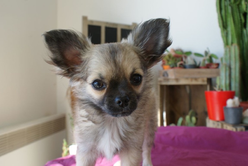 Publication : des Gardiens du Minervois Auteur : Marie Ruby