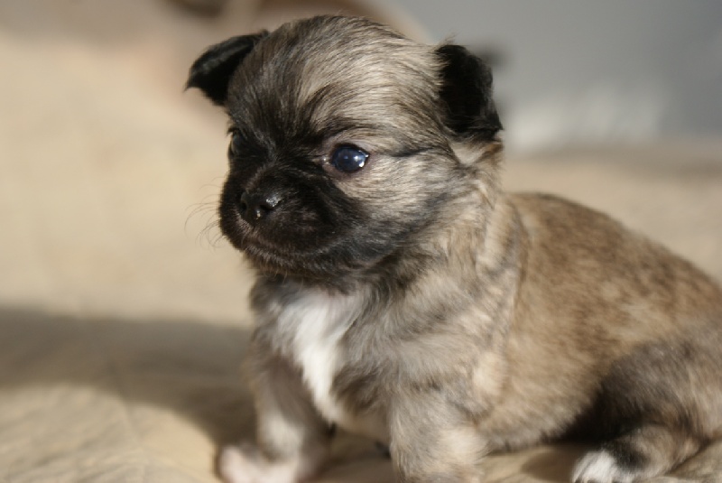 Publication : des Gardiens du Minervois Auteur : Marie Ruby