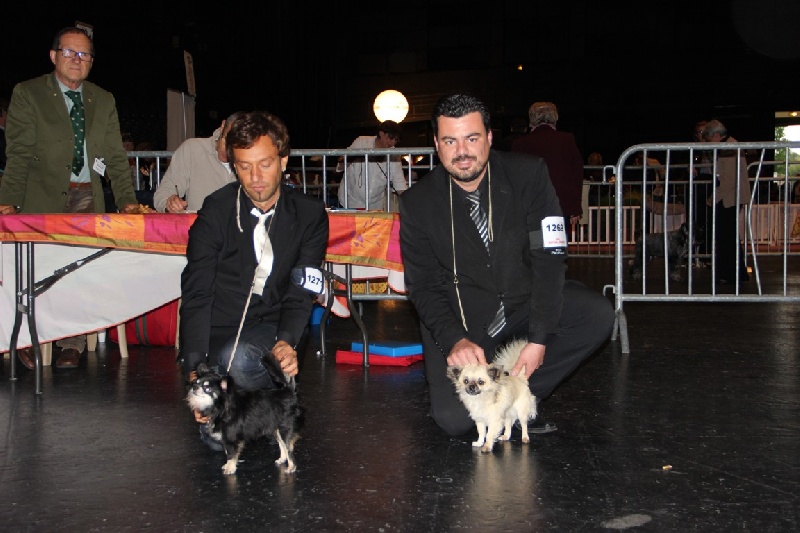 CH. Fèroce jfr des Gardiens du Minervois - 1er excellent classe intermédiaire