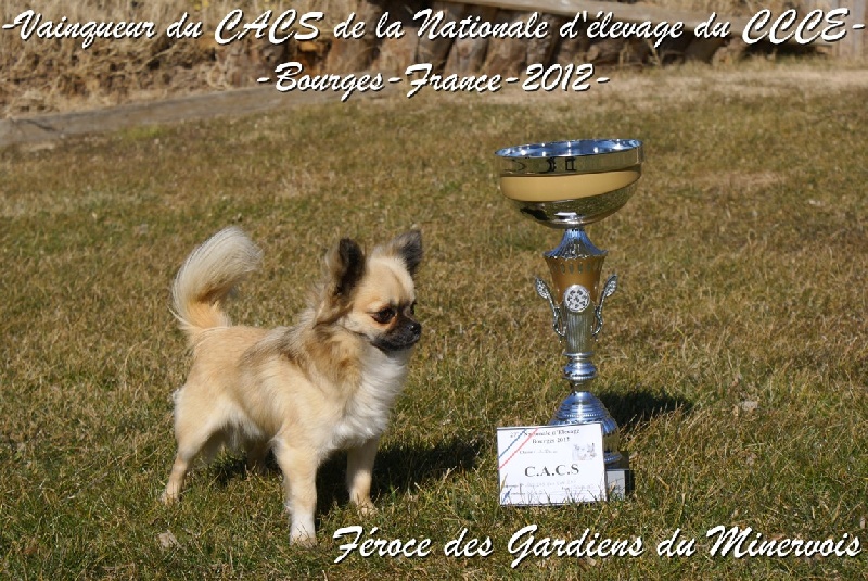 CH. Fèroce jfr des Gardiens du Minervois - 1er excellent classe intermédiaire CACS