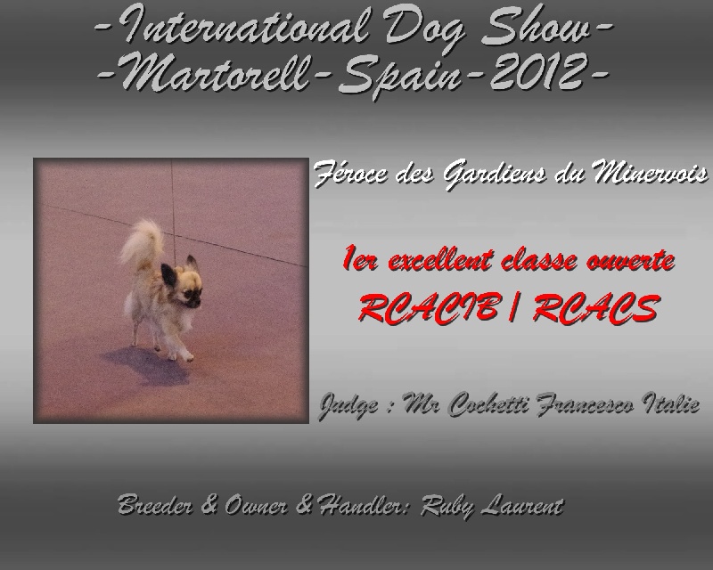 CH. Fèroce jfr des Gardiens du Minervois - 1er excellent classe ouverte RCACIB RCACS