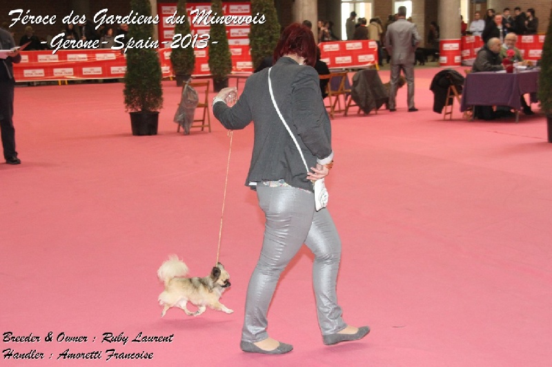 CH. Fèroce jfr des Gardiens du Minervois - 1er excellent classe ouverte CACIB CACS