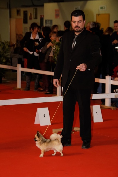 CH. Fèroce jfr des Gardiens du Minervois - 2em excellent classe ouverte