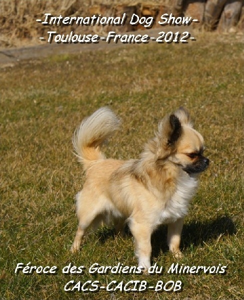 CH. Fèroce jfr des Gardiens du Minervois - 1er excellent classe intermédiaire CACIB et CACS et Meilleur de race