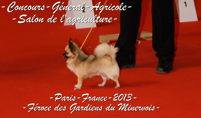 CH. Fèroce jfr des Gardiens du Minervois - Top 5 du BOG 9