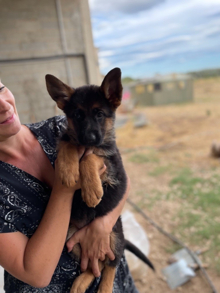 Chiot Berger allemand, mâle disponible en Provence Alpes