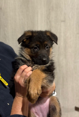 Les chiots de Berger Allemand