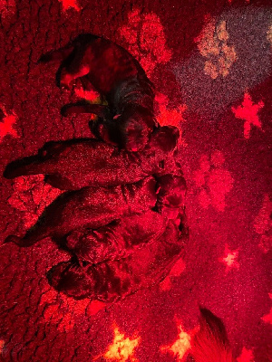 Les chiots de Berger Allemand