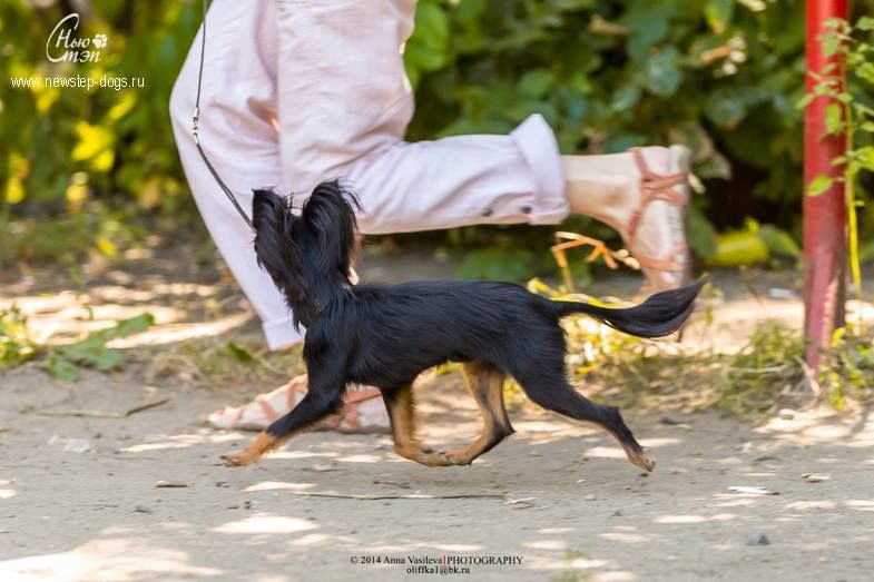 Publication : Kalinka Style Auteur : Surikova L.A