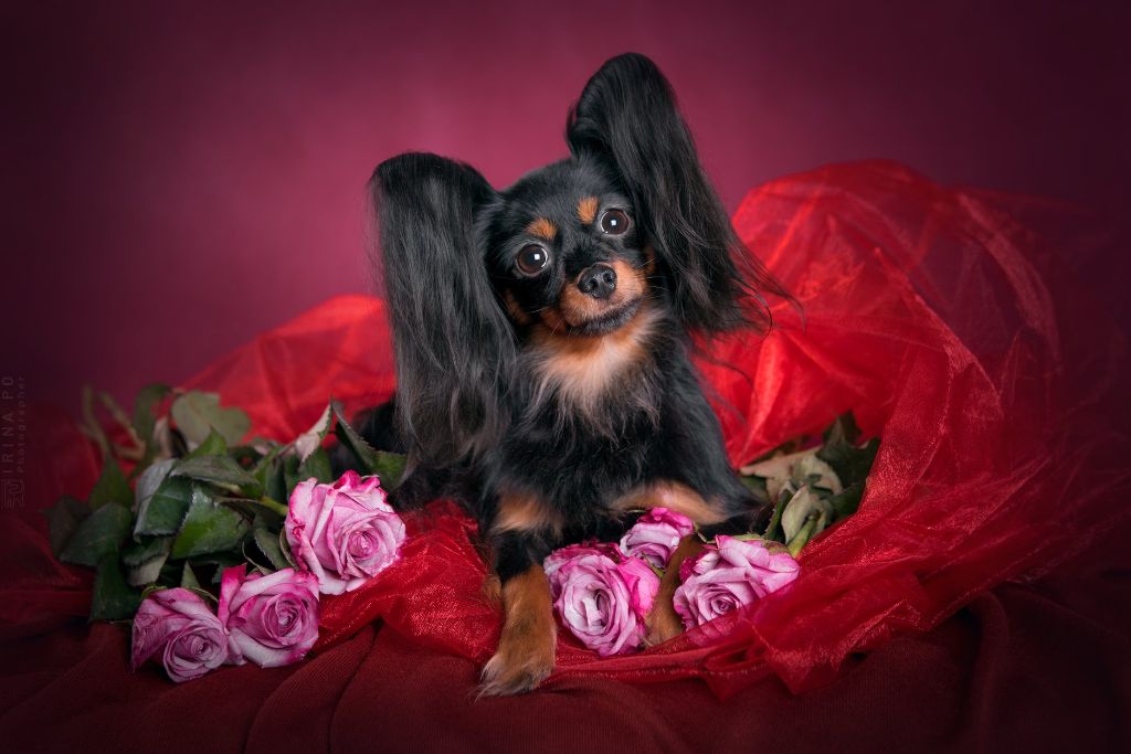 Publication : Kalinka Style Auteur : Surikova L.A